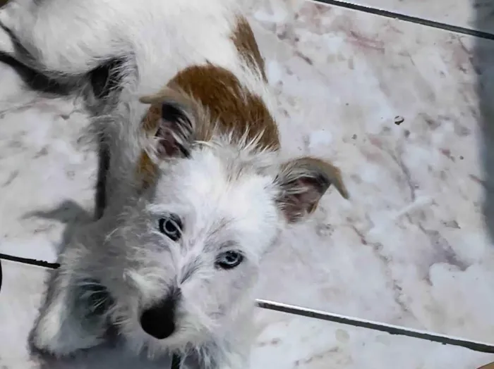 Cachorro ra a SRD-ViraLata idade 7 a 11 meses nome Snow