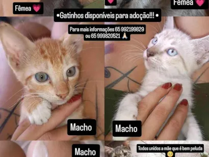 Gato raça SRD-ViraLata idade Abaixo de 2 meses nome Gatinhos para adoção 