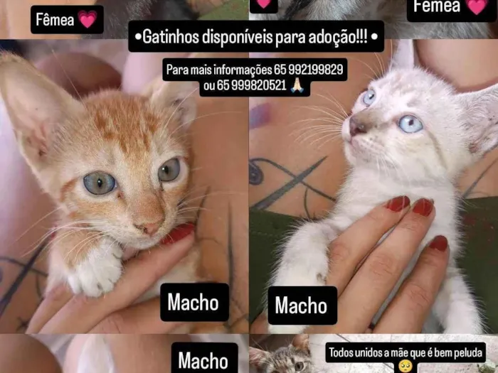 Gato ra a SRD-ViraLata idade Abaixo de 2 meses nome Gatinhos para adoção 
