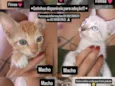 Gatinhos para adoção