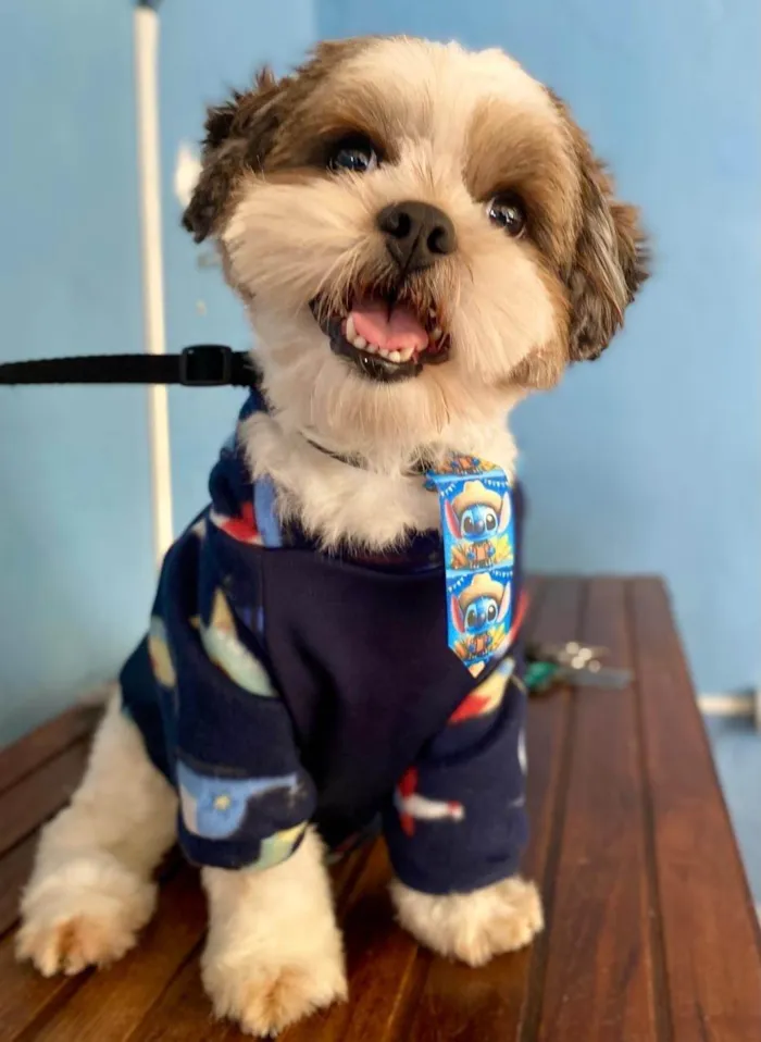 Cachorro raça Shitzu idade 2 anos nome Paçoca 