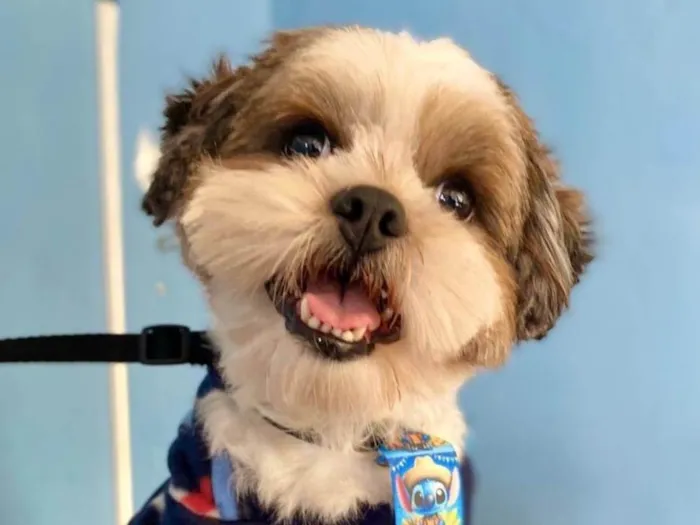 Cachorro raça Shitzu idade 2 anos nome Paçoca 