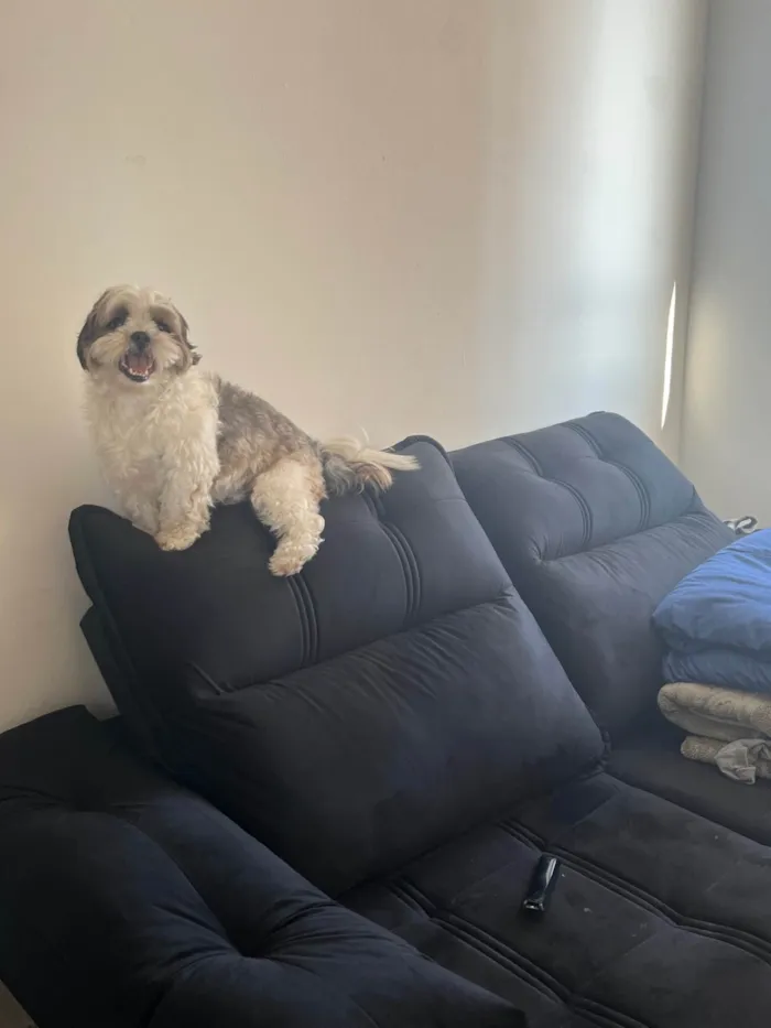 Cachorro raça Shitzu idade 2 anos nome Paçoca 