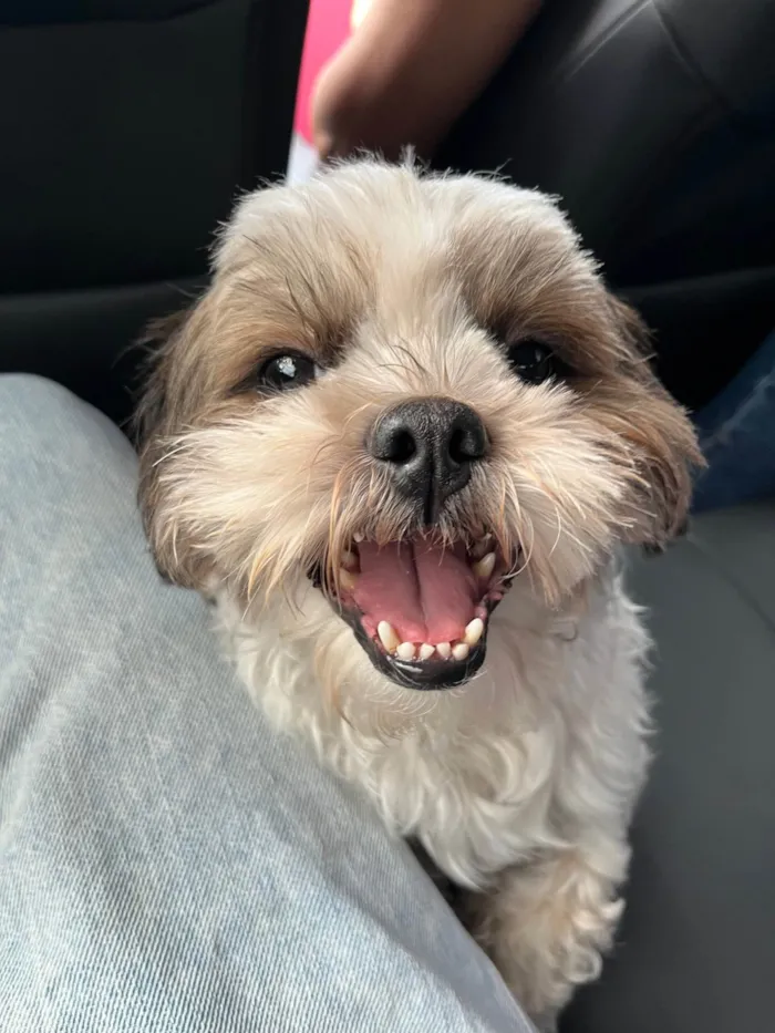 Cachorro raça Shitzu idade 2 anos nome Paçoca 