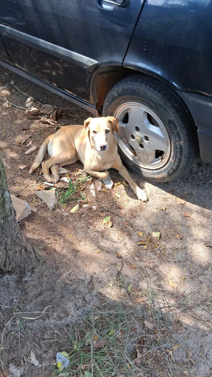 Cachorro ra a SRD-ViraLata idade 3 anos nome Caramelo 