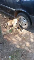 Caramelo