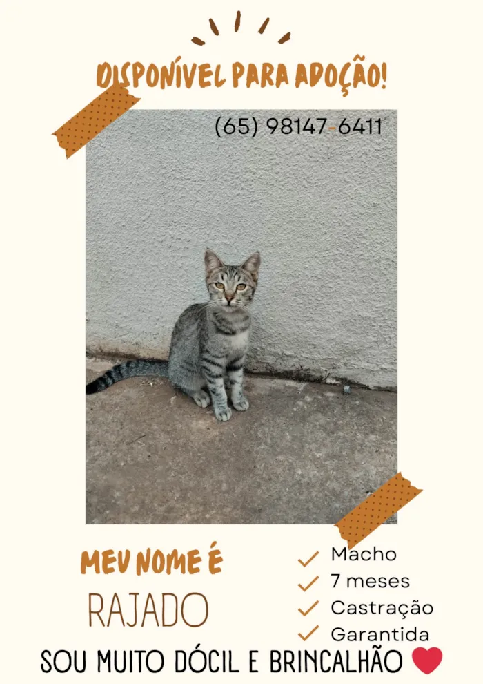 Gato ra a SRD-ViraLata idade 7 a 11 meses nome Rajado