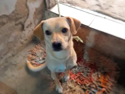 Cachorro raça SRD-ViraLata idade 2 anos nome Spike