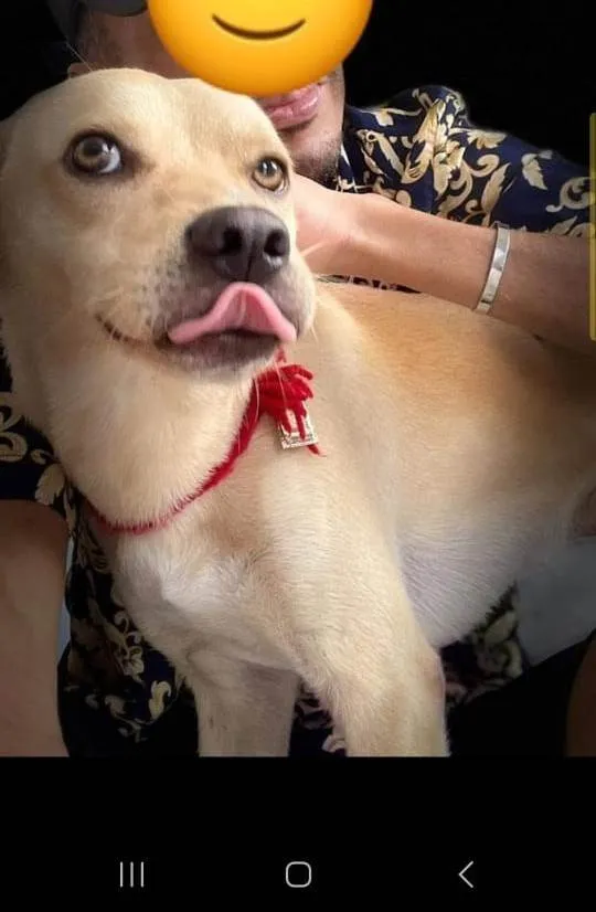 Cachorro ra a SRD-ViraLata idade 2 anos nome Spike