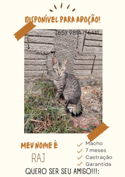 Gato raça SRD-ViraLata idade 7 a 11 meses nome Raj