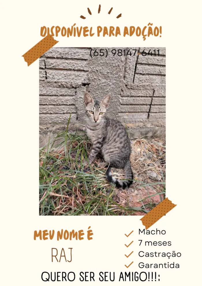 Gato ra a SRD-ViraLata idade 7 a 11 meses nome Raj