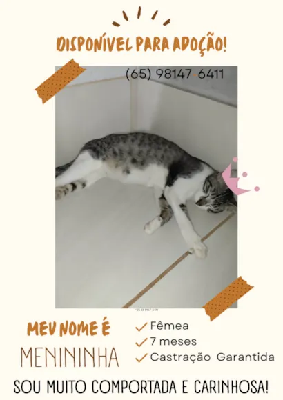 Gato raça SRD-ViraLata idade 7 a 11 meses nome Menininha