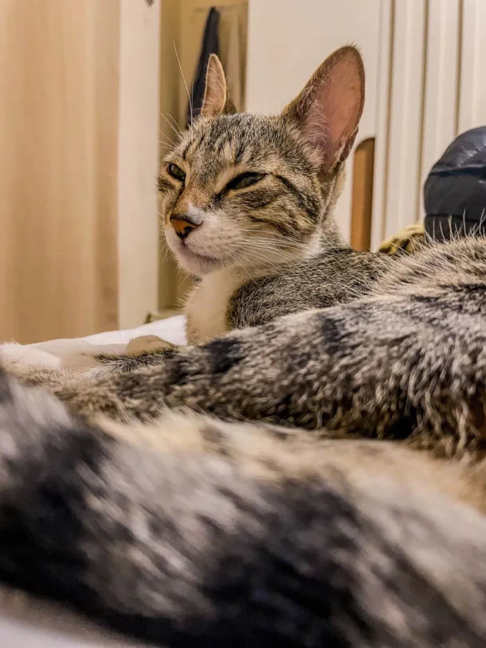 Gato ra a SRD-ViraLata idade 2 anos nome Funny