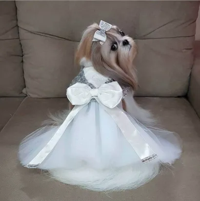 Cachorro raça Lhasa Apso idade 1 ano nome CARLA MARILIA DE OLIVEIRA