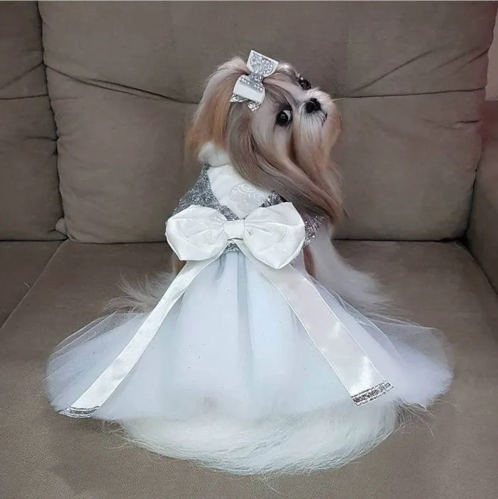 Cachorro ra a Lhasa Apso idade 1 ano nome CARLA MARILIA DE OLIVEIRA