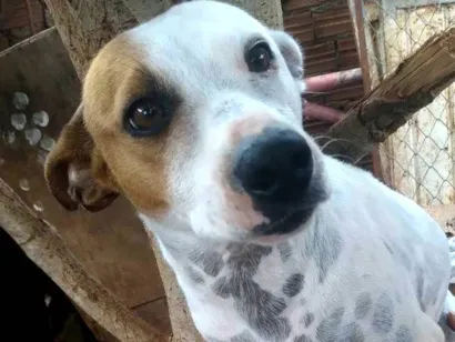 Cachorro raça SRD-ViraLata idade 2 a 6 meses nome Toto 