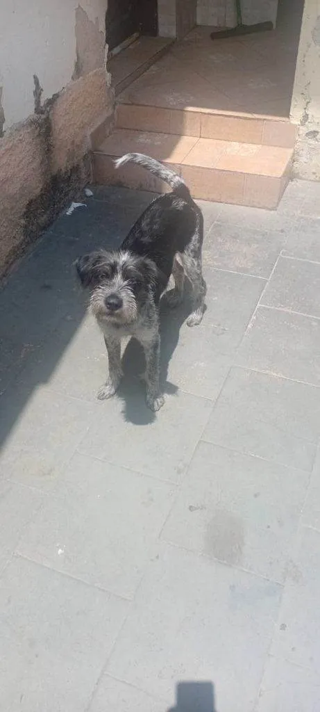 Cachorro ra a SRD-ViraLata idade 2 a 6 meses nome Falar com Vitor - Whats 11 96140-8694