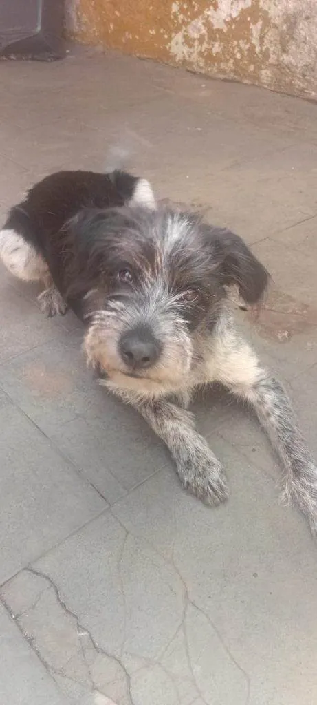 Cachorro ra a SRD-ViraLata idade 2 a 6 meses nome Falar com Vitor - Whats 11 96140-8694