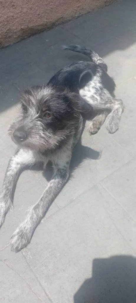 Cachorro ra a SRD-ViraLata idade 2 a 6 meses nome Falar com Vitor - Whats 11 96140-8694