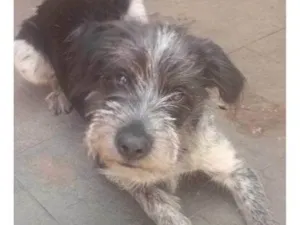 Cachorro raça SRD-ViraLata idade 2 a 6 meses nome Falar com Vitor - Whats 11 96140-8694