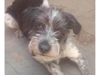 Cachorro raça SRD-ViraLata idade 2 a 6 meses nome Falar com Vitor - Whats 11 96140-8694