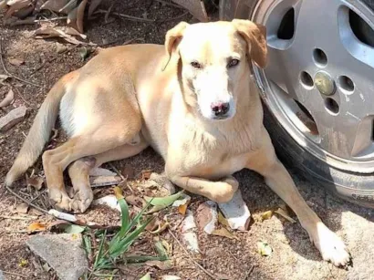 Cachorro raça SRD-ViraLata idade 3 anos nome Caramelo