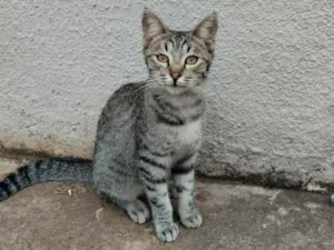 Gato raça SRD-ViraLata idade 7 a 11 meses nome Rajado