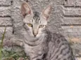Raj