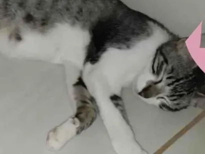 Gato raça SRD-ViraLata idade 7 a 11 meses nome Menininha