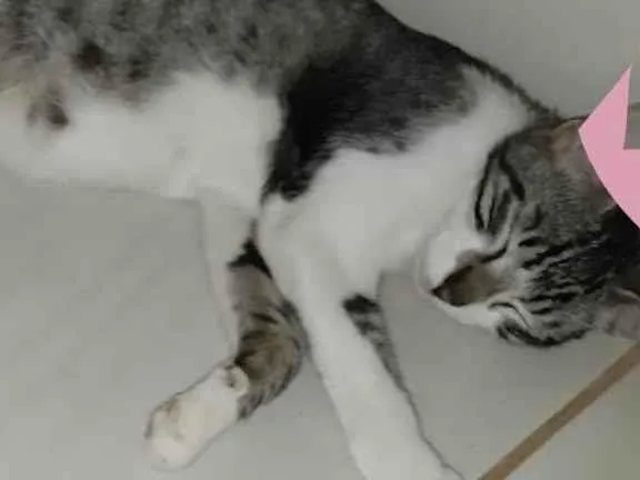 Gato ra a SRD-ViraLata idade 7 a 11 meses nome Menininha