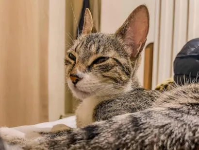 Gato raça SRD-ViraLata idade 2 anos nome Funny