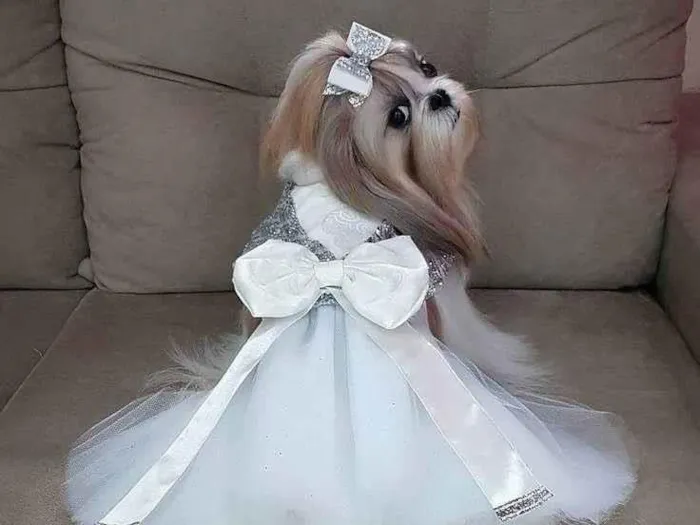 Cachorro ra a Lhasa Apso idade 1 ano nome CARLA MARILIA DE OLIVEIRA