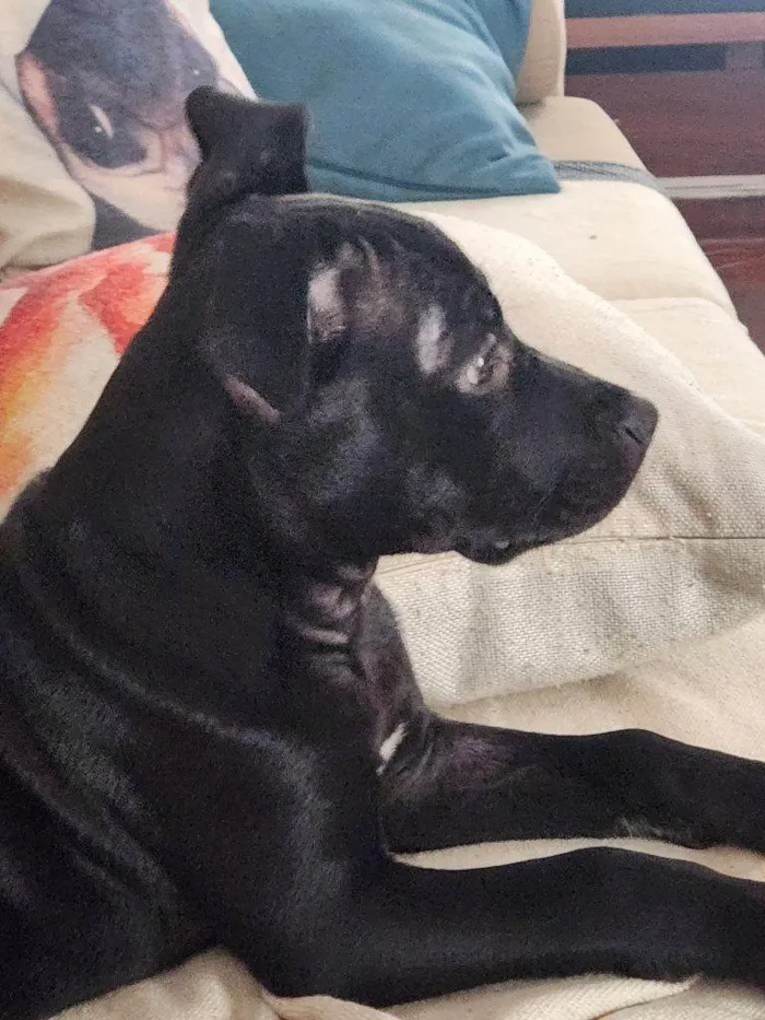 Cachorro ra a SRD-ViraLata idade 2 a 6 meses nome Falar com Jefferson - Whats 11 99531-1108