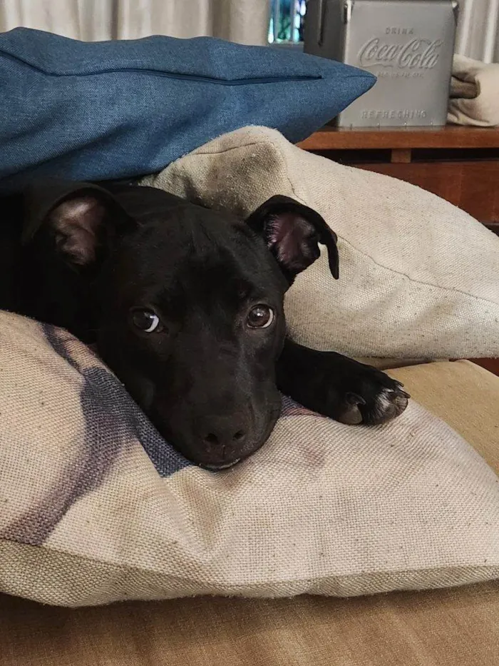Cachorro ra a SRD-ViraLata idade 2 a 6 meses nome Falar com Jefferson - Whats 11 99531-1108
