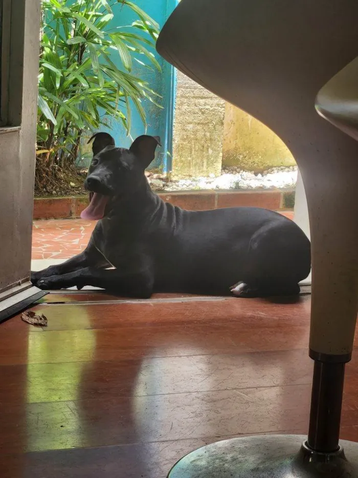 Cachorro ra a SRD-ViraLata idade 2 a 6 meses nome Falar com Jefferson - Whats 11 99531-1108