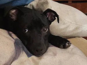 Cachorro raça SRD-ViraLata idade 2 a 6 meses nome Falar com Jefferson - Whats 11 99531-1108