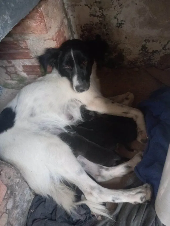 Cachorro ra a SRD-ViraLata idade Abaixo de 2 meses nome Falar com Maria - Whats 19 98184-3913