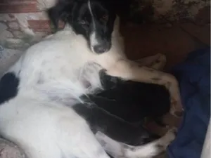 Cachorro raça SRD-ViraLata idade Abaixo de 2 meses nome Falar com Maria - Whats 19 98184-3913