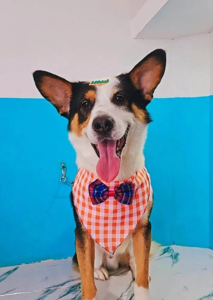 Cachorro ra a SRD-ViraLata idade 2 a 6 meses nome Falar com Karine - Whats 11 94706-1268