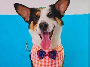 Cachorro raça SRD-ViraLata idade 2 a 6 meses nome Falar com Karine - Whats 11 94706-1268