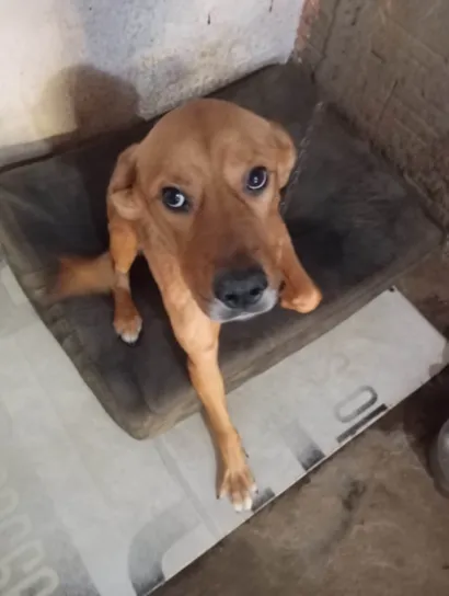 Cachorro raça SRD-ViraLata idade 2 anos nome Thor 