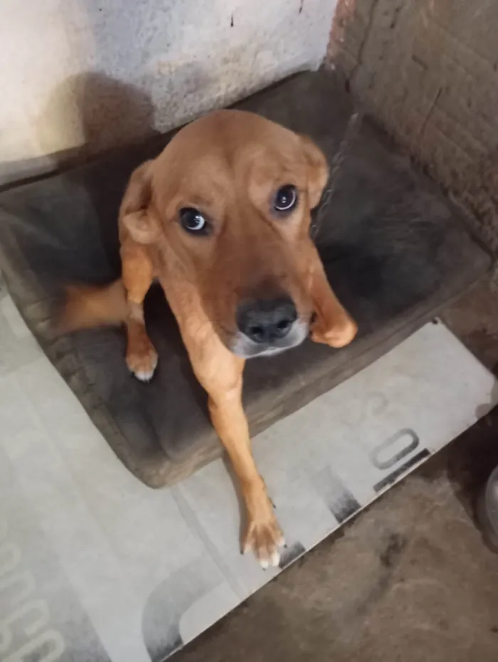 Cachorro ra a SRD-ViraLata idade 2 anos nome Thor 