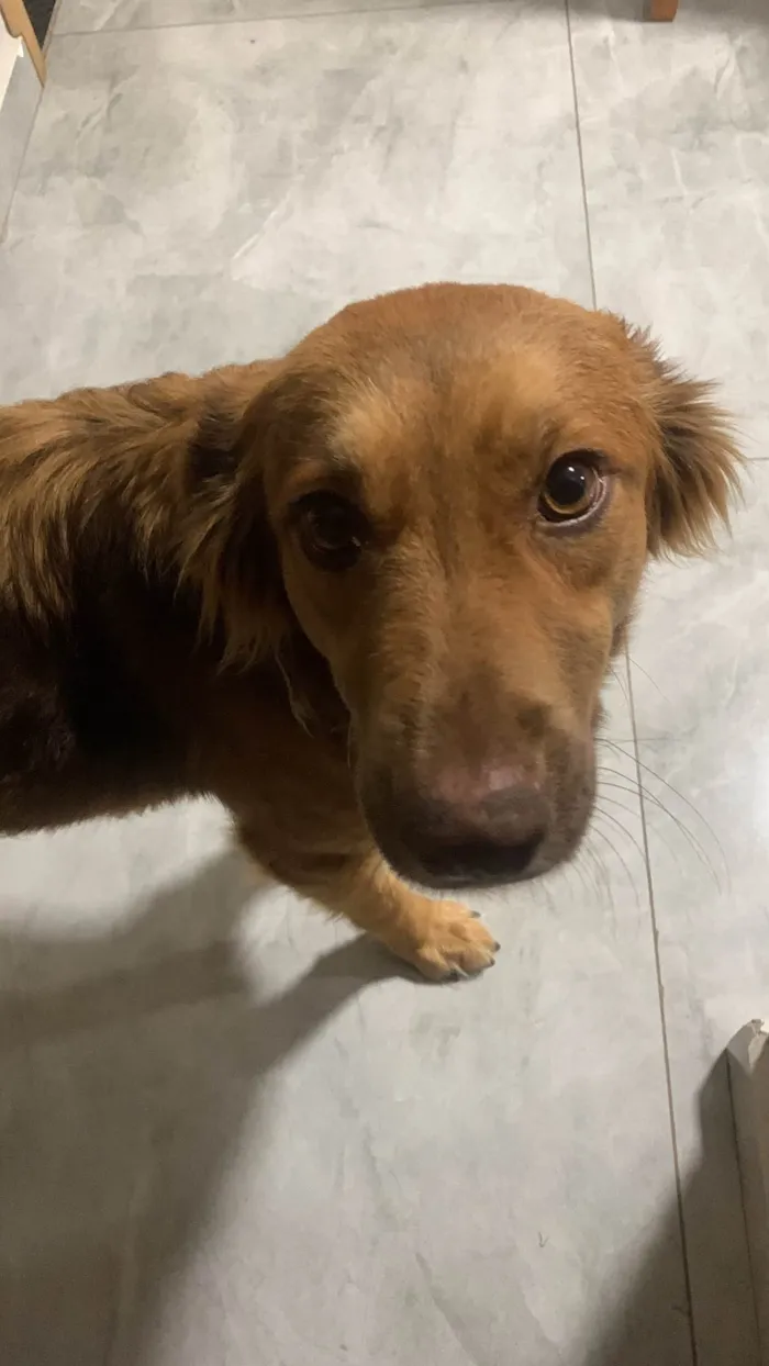 Cachorro ra a SRD-ViraLata idade 7 a 11 meses nome Mel