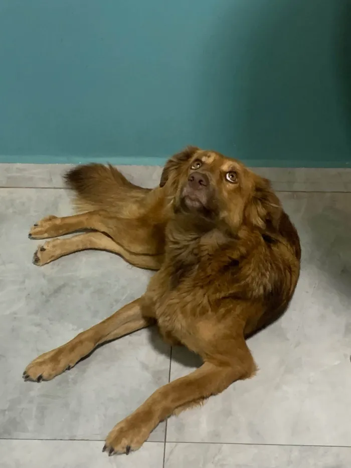 Cachorro ra a SRD-ViraLata idade 7 a 11 meses nome Mel