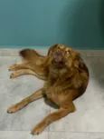 Mel