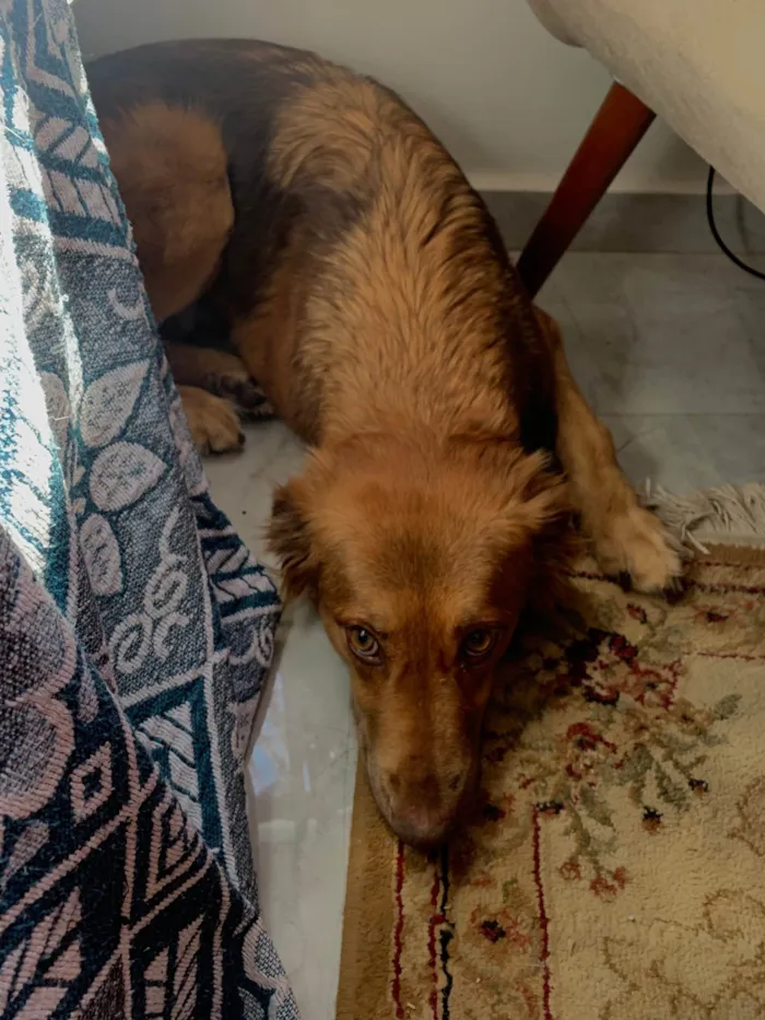 Cachorro ra a SRD-ViraLata idade 7 a 11 meses nome Mel