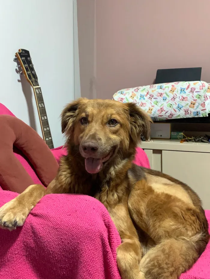 Cachorro ra a SRD-ViraLata idade 7 a 11 meses nome Mel
