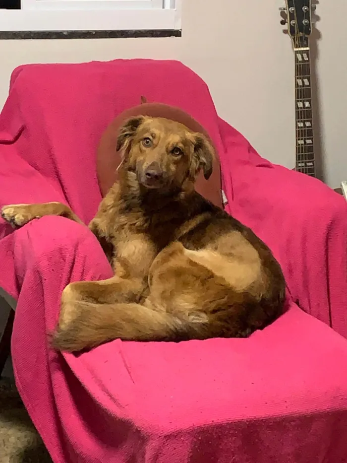 Cachorro ra a SRD-ViraLata idade 7 a 11 meses nome Mel