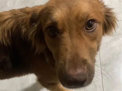 Cachorro raça SRD-ViraLata idade 7 a 11 meses nome Mel