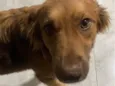 Mel